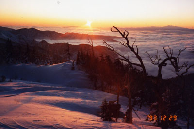 �R�X�L�[�A�R���j